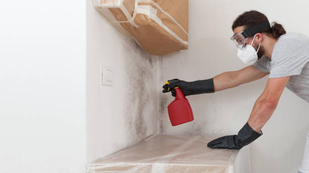 Professional Basement Mold Removal technician working in Oakland, OR