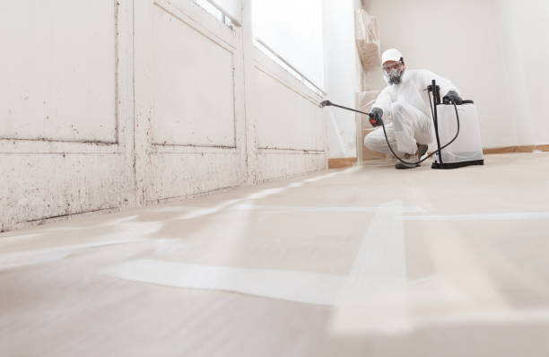 24/7 Emergency Basement Mold Removal experts in Oakland, OR