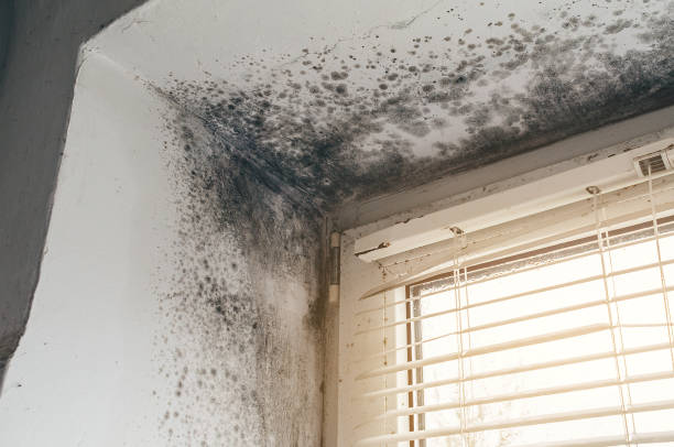 Affordable Basement Mold Removal solutions in Oakland, OR