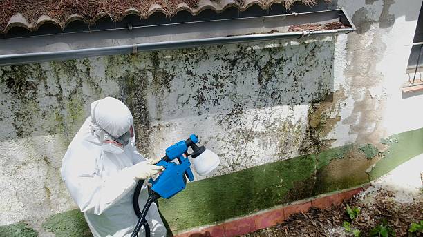 Top rated local Basement Mold Removal specialists in Oakland, OR